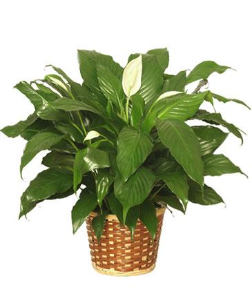 PEACE LILY PLANT    Spathiphyllum clevelandii  in Bristol, CT | DONNA'S FLORIST & GIFTS