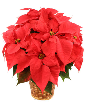 Vibrant Red Poinsettia Flowering Plant in Bristol, CT | DONNA'S FLORIST & GIFTS